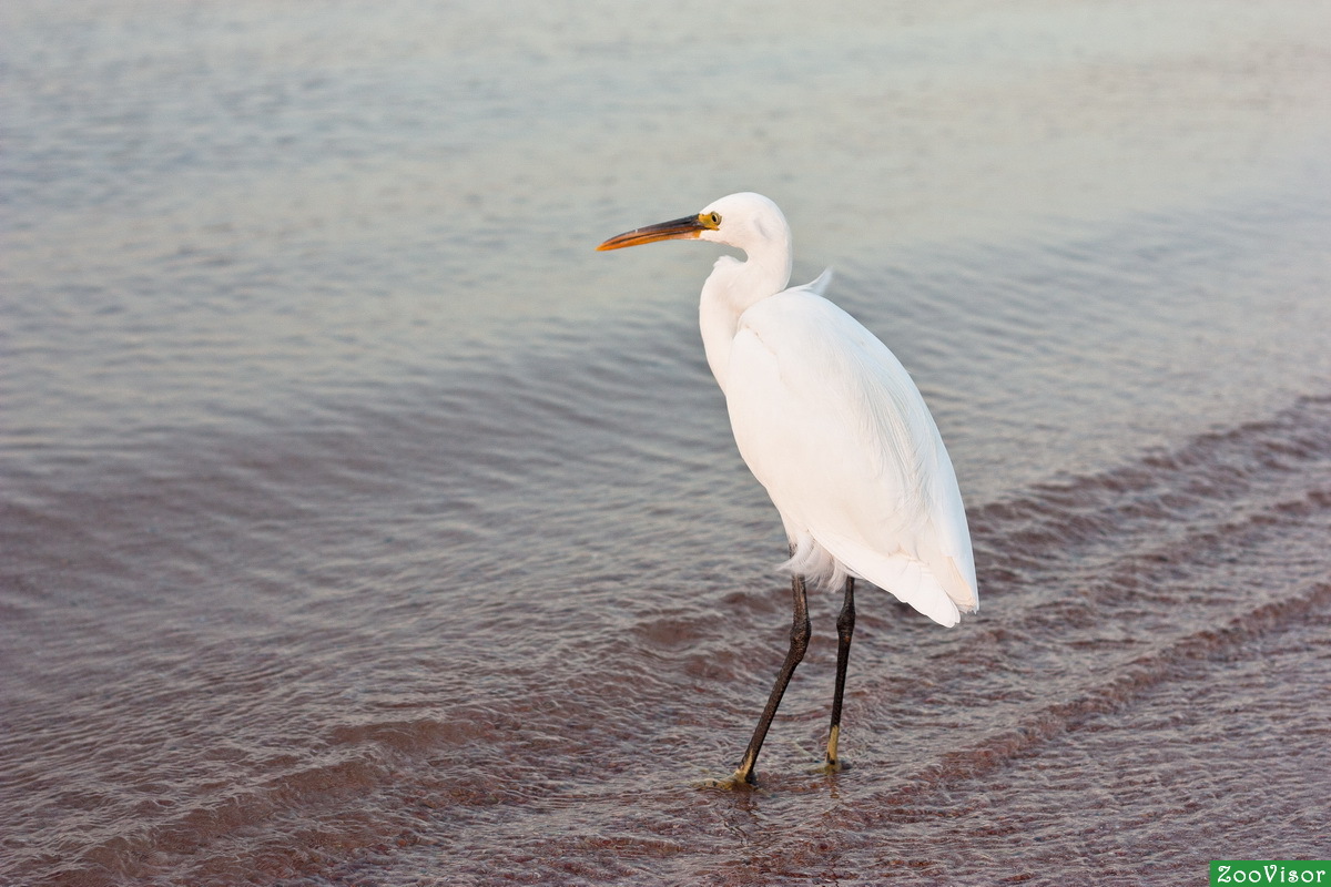    (. Egretta garzetta).